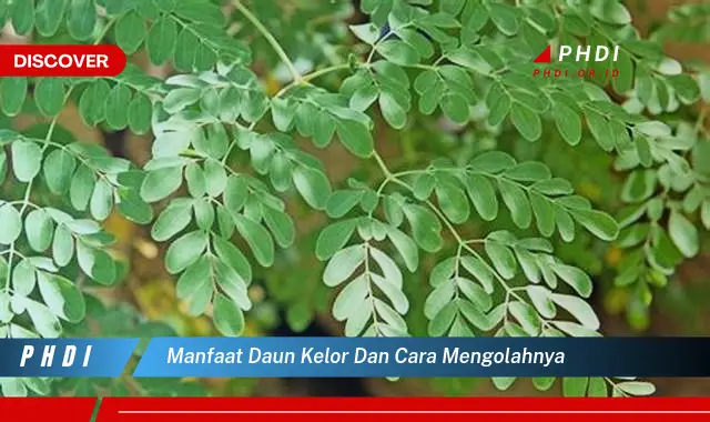 manfaat daun kelor dan cara mengolahnya