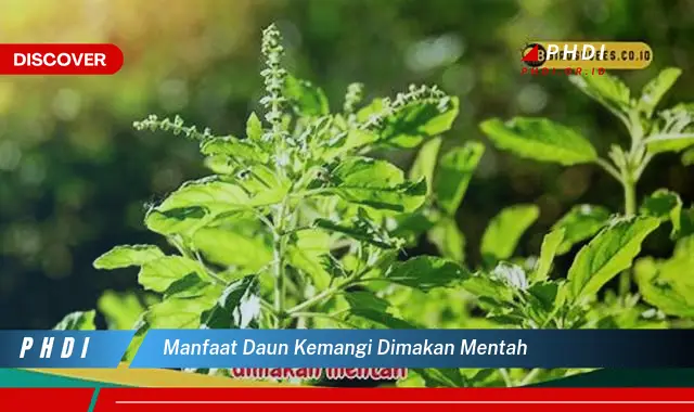 manfaat daun kemangi dimakan mentah