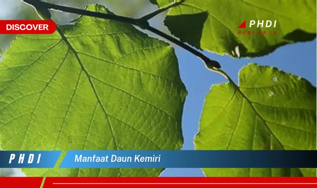 manfaat daun kemiri