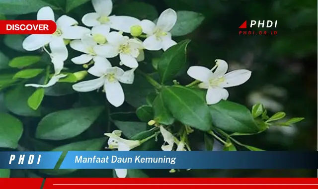 manfaat daun kemuning