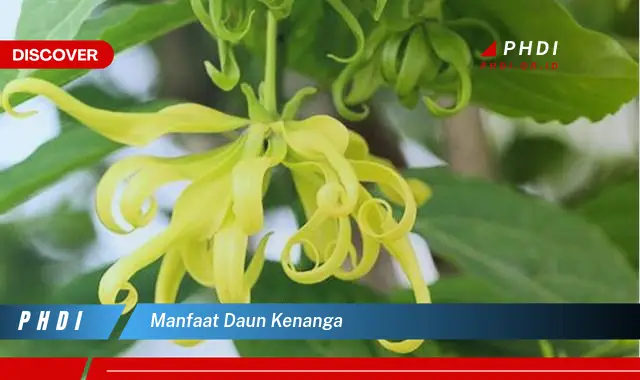 manfaat daun kenanga