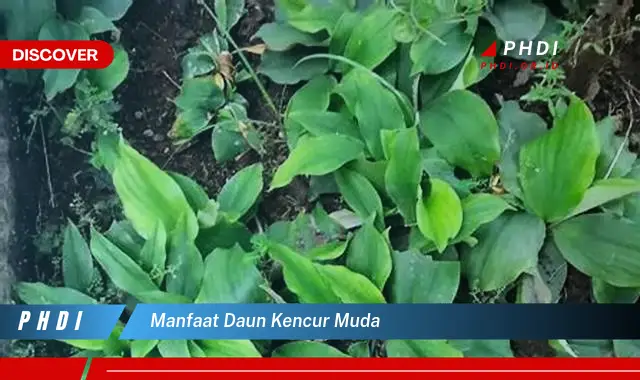 manfaat daun kencur muda