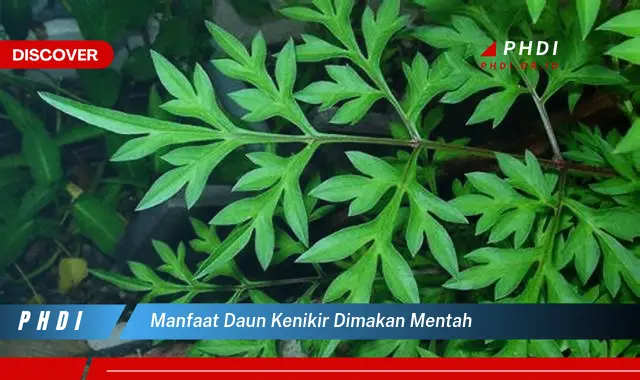 manfaat daun kenikir dimakan mentah