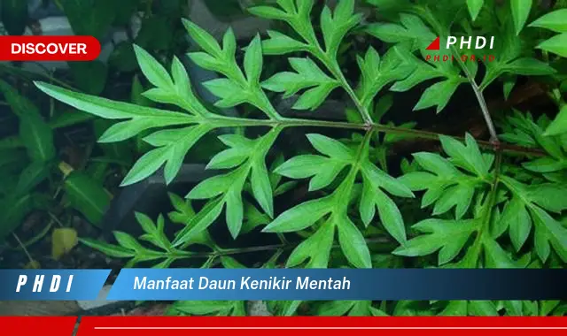 manfaat daun kenikir mentah