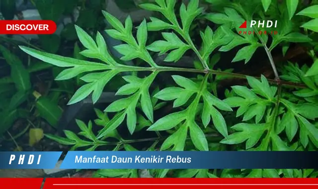 manfaat daun kenikir rebus