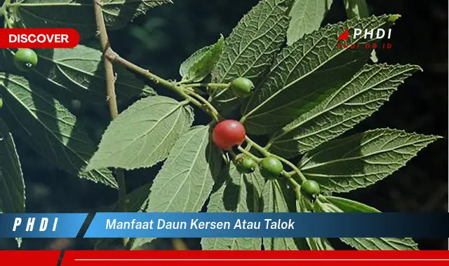 manfaat daun kersen atau talok