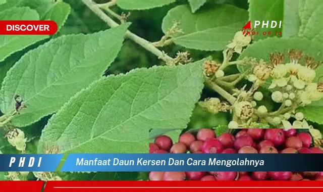 manfaat daun kersen dan cara mengolahnya