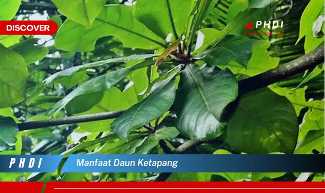 manfaat daun ketapang