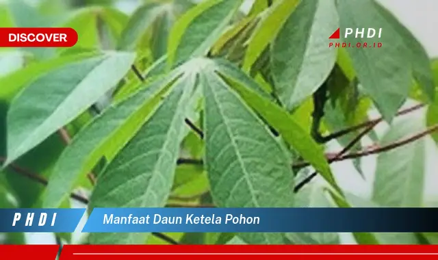 manfaat daun ketela pohon