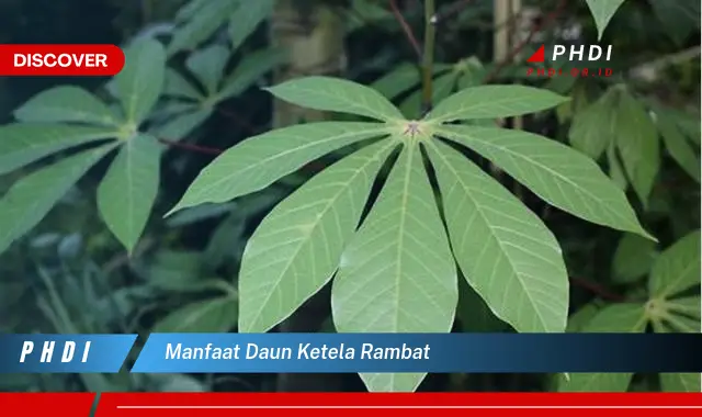 manfaat daun ketela rambat