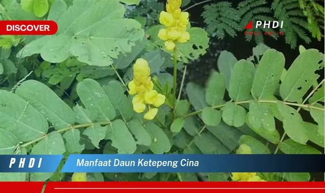 manfaat daun ketepeng cina