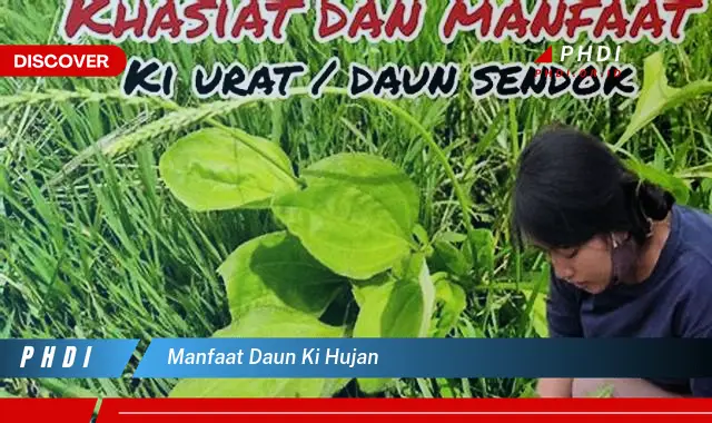 manfaat daun ki hujan