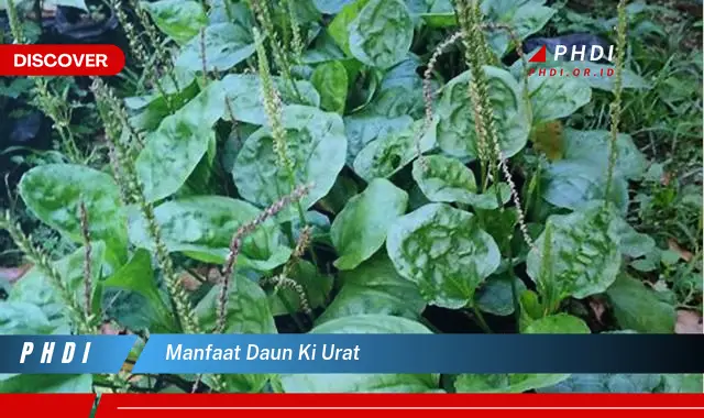 manfaat daun ki urat