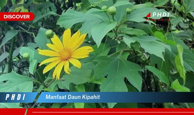 manfaat daun kipahit