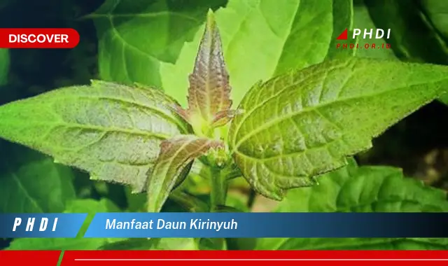 manfaat daun kirinyuh