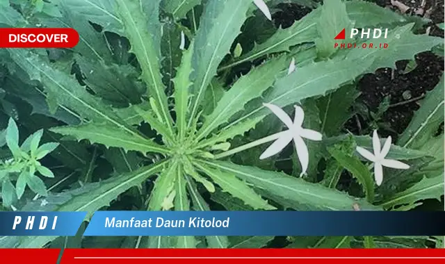 manfaat daun kitolod