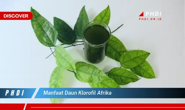 manfaat daun klorofil afrika