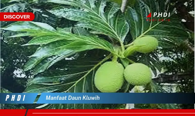 manfaat daun kluwih