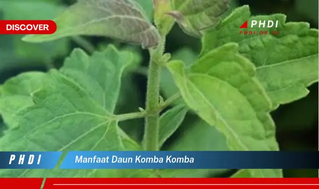 manfaat daun komba komba