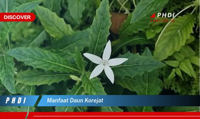 manfaat daun korejat