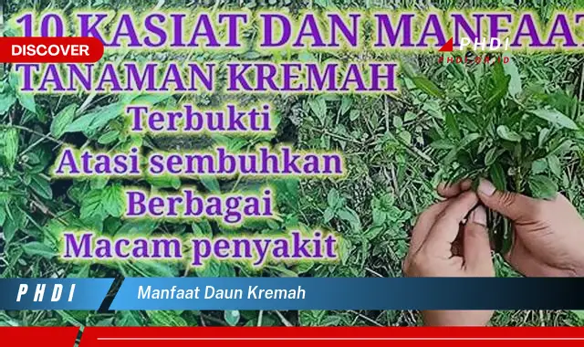 manfaat daun kremah