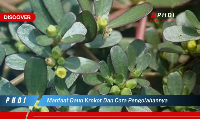 manfaat daun krokot dan cara pengolahannya