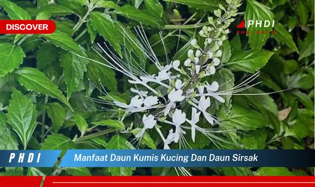 manfaat daun kumis kucing dan daun sirsak