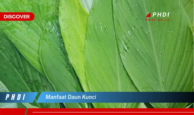 manfaat daun kunci