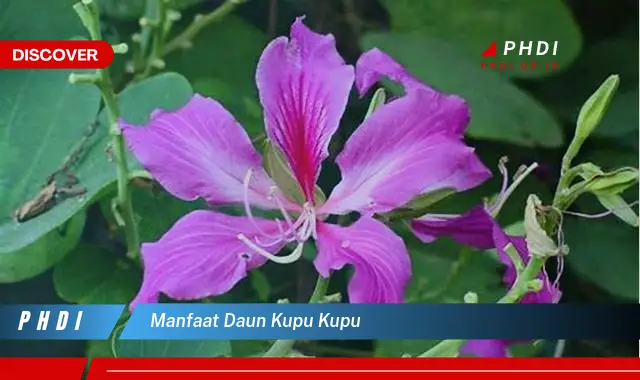 manfaat daun kupu kupu