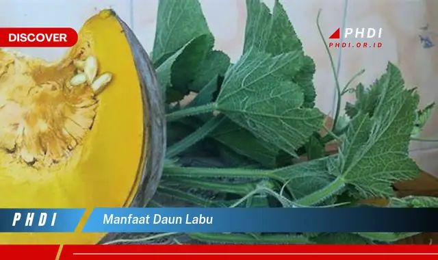 manfaat daun labu