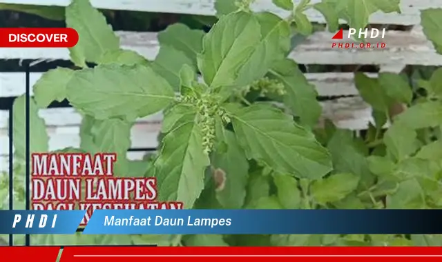 manfaat daun lampes