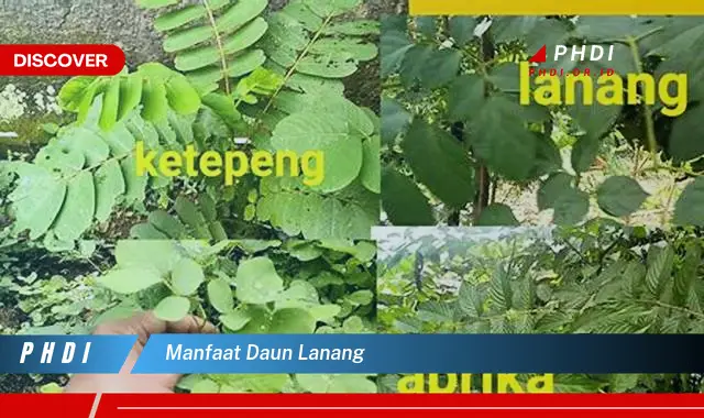 manfaat daun lanang