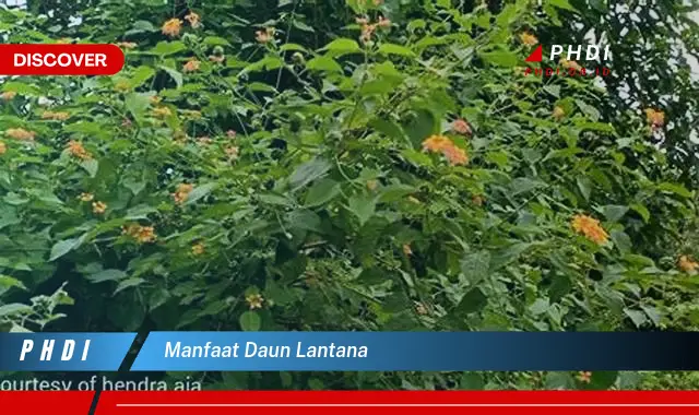 manfaat daun lantana