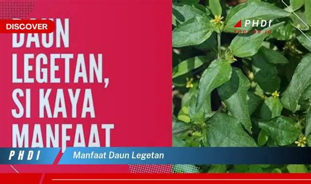 manfaat daun legetan