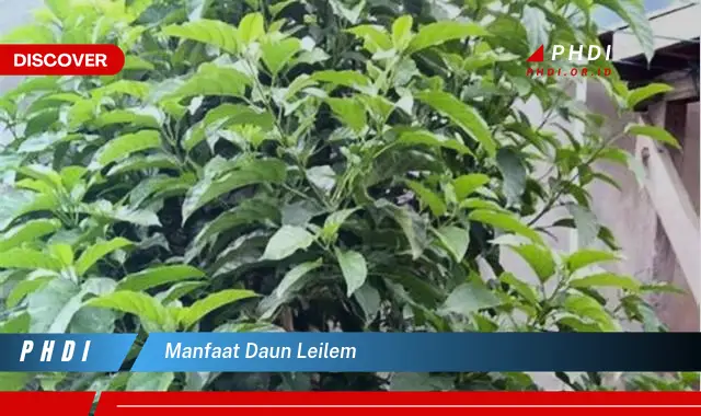 manfaat daun leilem