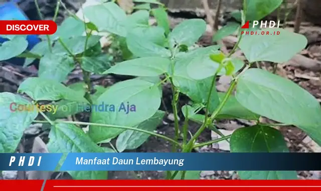 manfaat daun lembayung