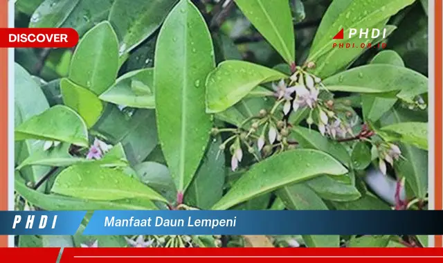 manfaat daun lempeni