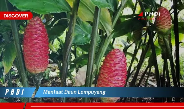 manfaat daun lempuyang