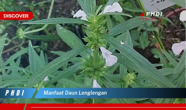 manfaat daun lenglengan