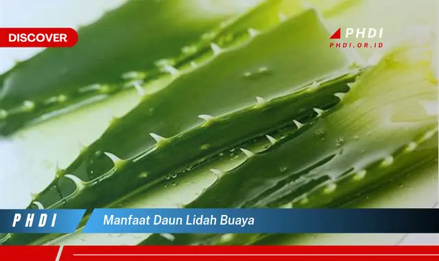 manfaat daun lidah buaya