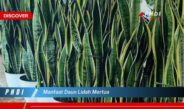 manfaat daun lidah mertua