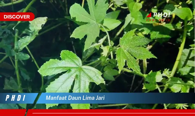 manfaat daun lima jari