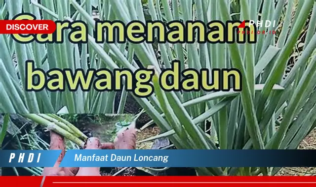 manfaat daun loncang