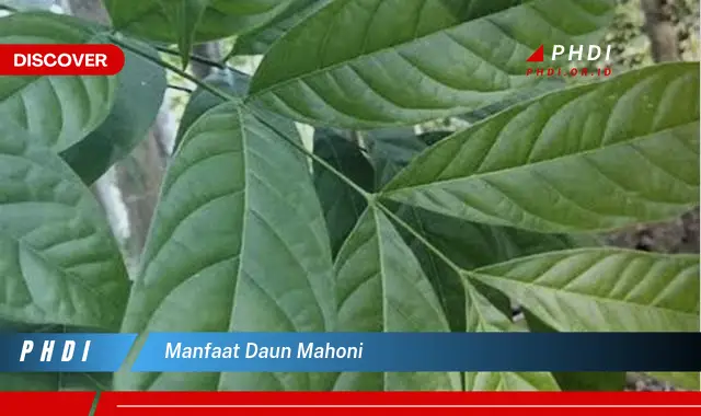 manfaat daun mahoni