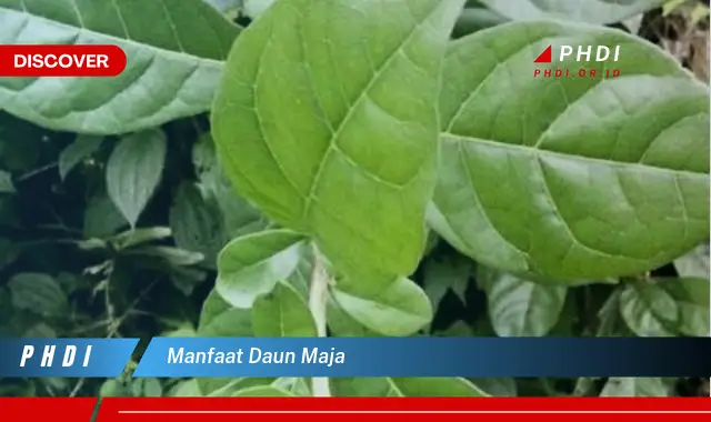 manfaat daun maja