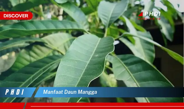 manfaat daun mangga