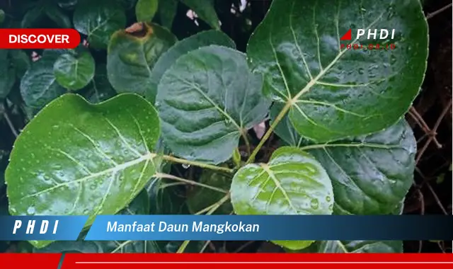 manfaat daun mangkokan