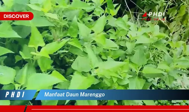 manfaat daun marenggo