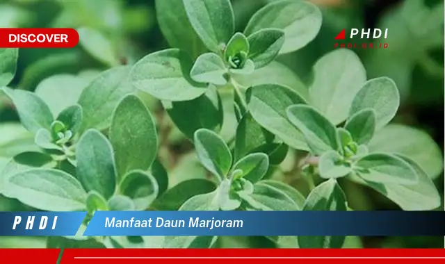 manfaat daun marjoram