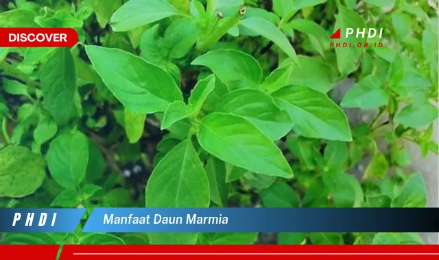 manfaat daun marmia